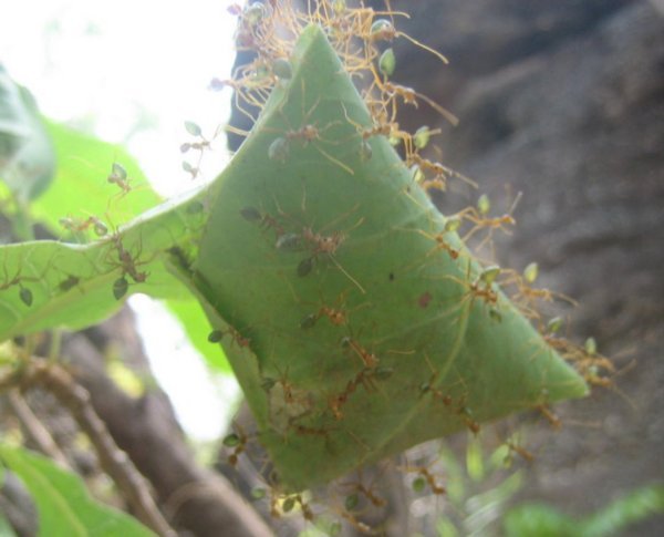 Green ants nest