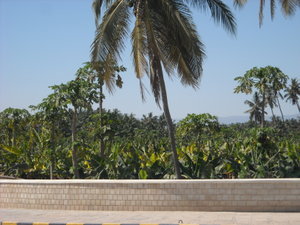 Coconut palms and banana plantations in Salalah
