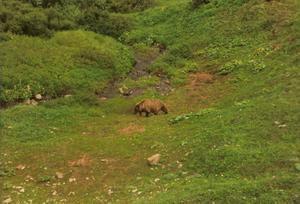  A grizzly bear encounter in the Alaskan wilderness