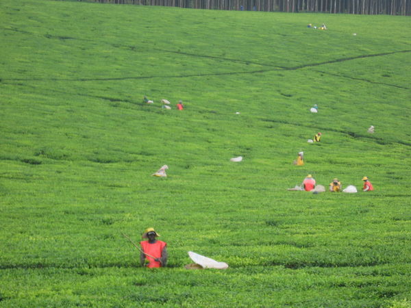 The Lipton tea fields