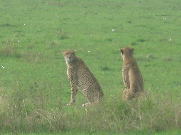 Cheetahs look out over a herd of gazelle