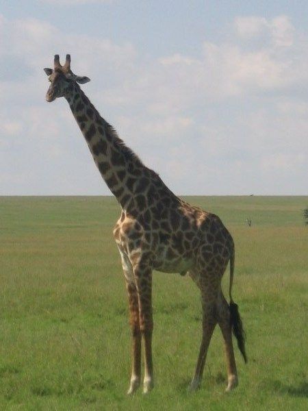 Giraffe tower over the plains