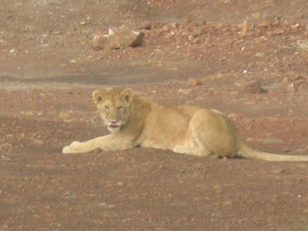 A lioness lounges in the evening