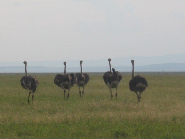 Ostriches flock