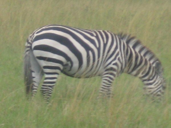 That would be a Zebra