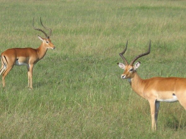 Some type of antelope