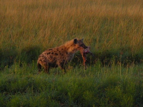 A Hyena having a bite 