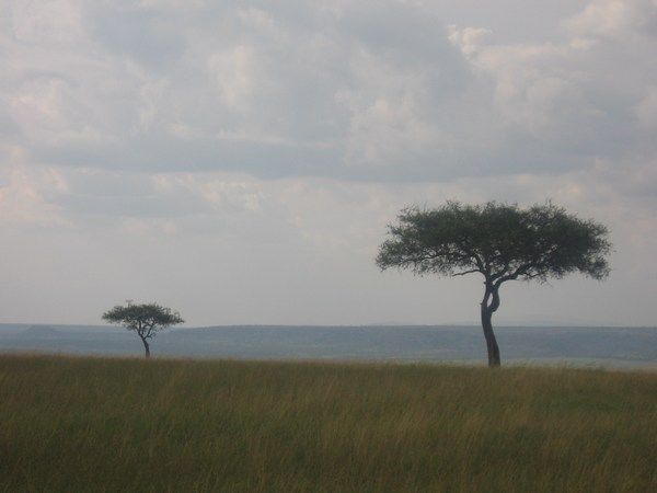 The Masai plains