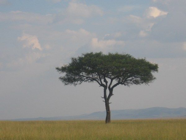 The Acacia Tree