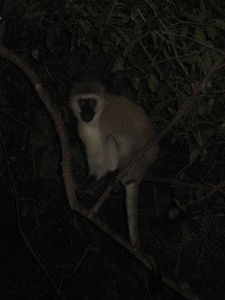 A monkey sitting near our campsite