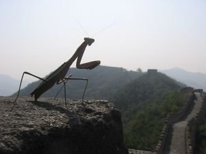 A gaint man-eating creature guards the Wall