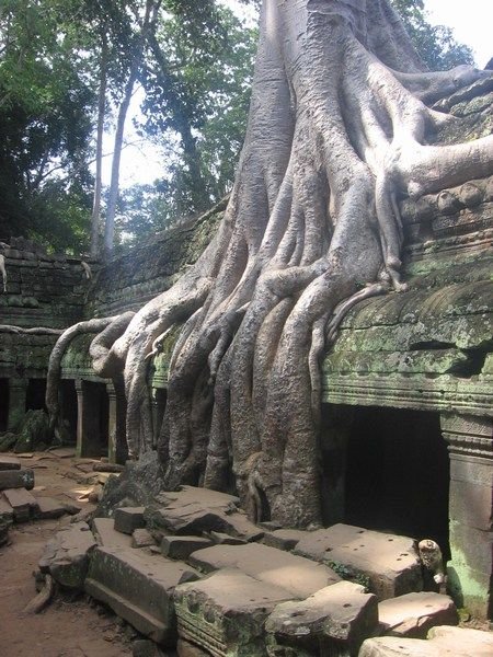 Gaint tree roots are now a part of the ancient structures