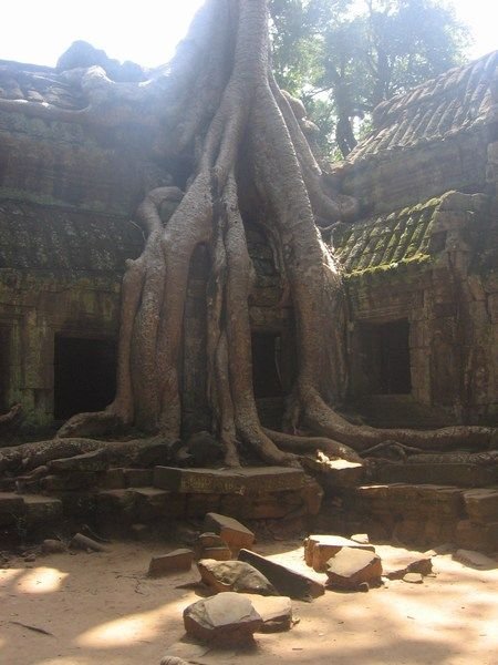 more tree growth at Ta Prohm