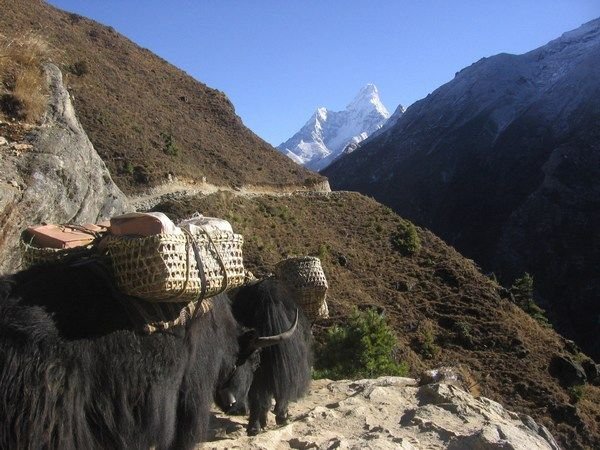 Yaks carry supplies along the narrow mountain paths
