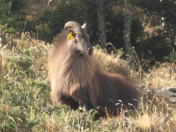 Himalayan Mountain Goat