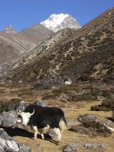I believe this Yak is tired of having his picture taken...and I think he may charge!