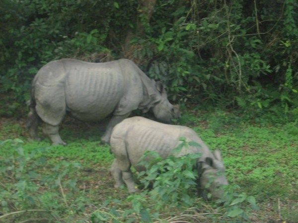 We've got Rhinos!!!