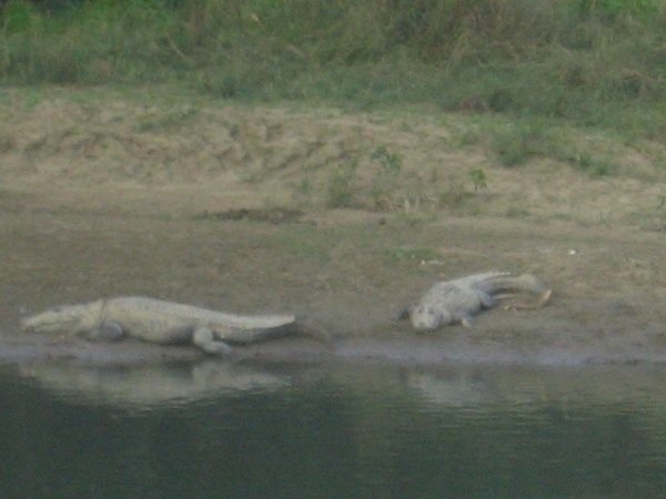 Crocs napping on the shore