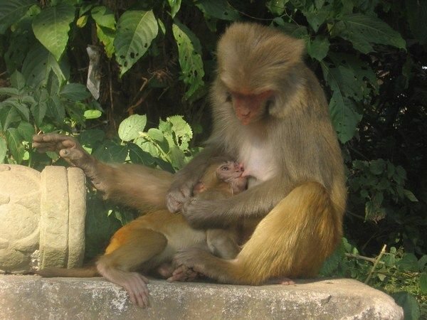 Mother monkey breast feeding her young