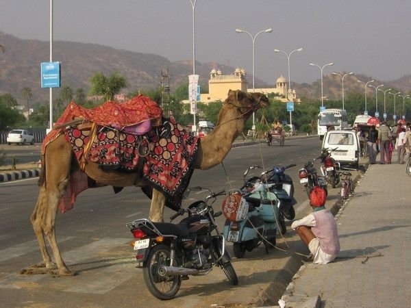 OK, who parked their camel in my spot?