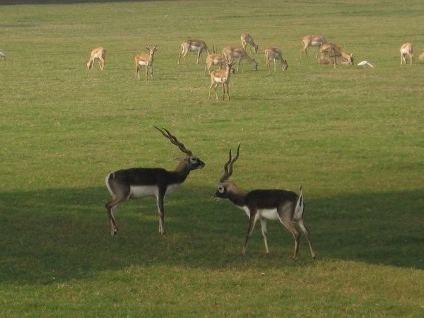 gazelles and deer roam the fields of the temples
