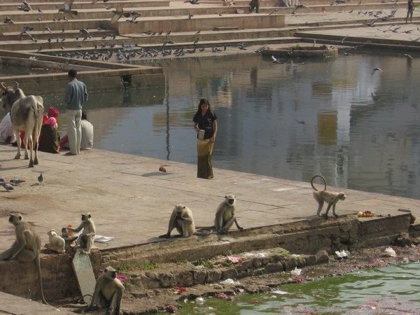 Monkeys, pigeons, cows and people gather around the lake