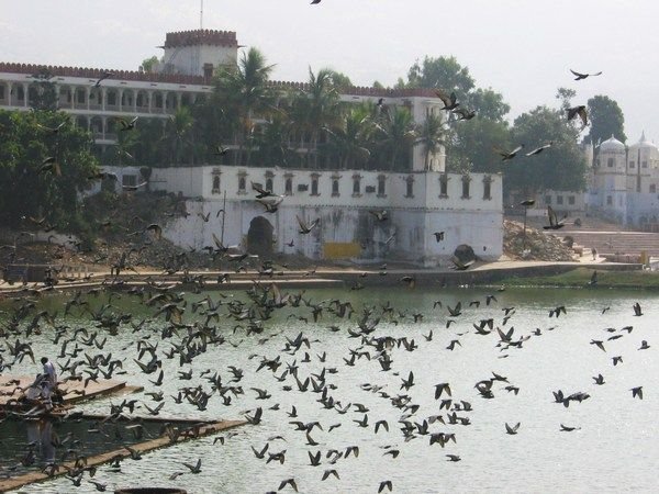Flocks of pigeons swarm around the lake