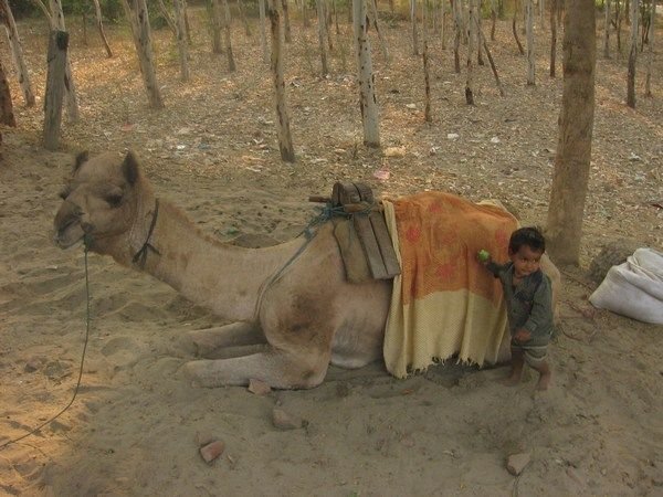A kid and his camel