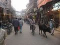 Cows walk through the city streets