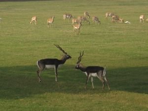 gazelles and deer roam the fields of the temples