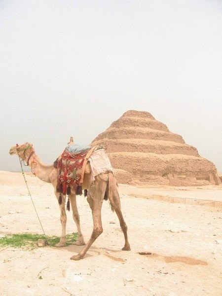 A camel chillin' in front of the Saqqara