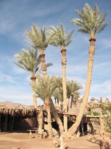 A desert tree at my hostel in Sinai
