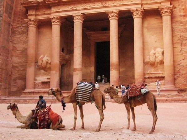 Camels standing outside of the Petra Treasury
