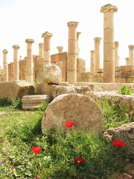 Petals of red spice up the ruins of Jerash