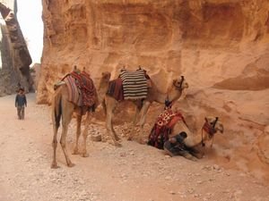 more camels