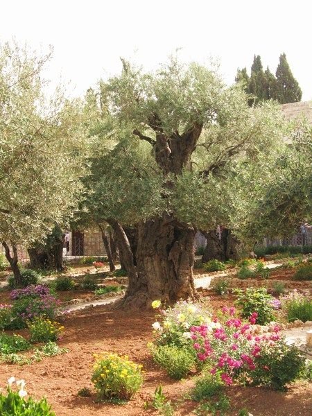 One of the Olive Trees in the Garden of Gethsemane