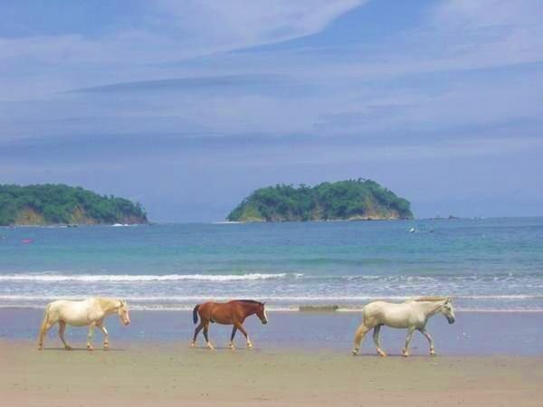 Horses walk the sands in Costa Rica