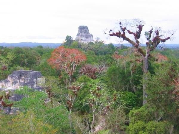 The Ruins of Tikal