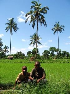 Children in the rice fields