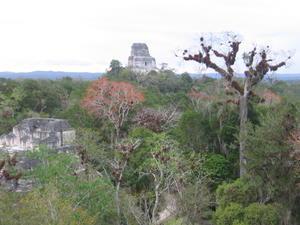 Mayan Temples Breaching the Tree Line