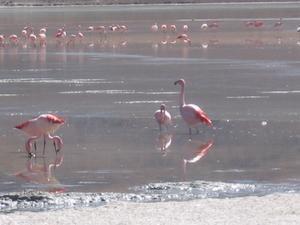 Hundreds of Pink Flamingos Cover the Waters