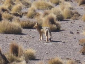 Hello Little Desert Fox