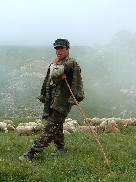 shepherd (Caucasus)