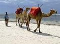 camels2