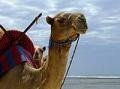 camel ride?