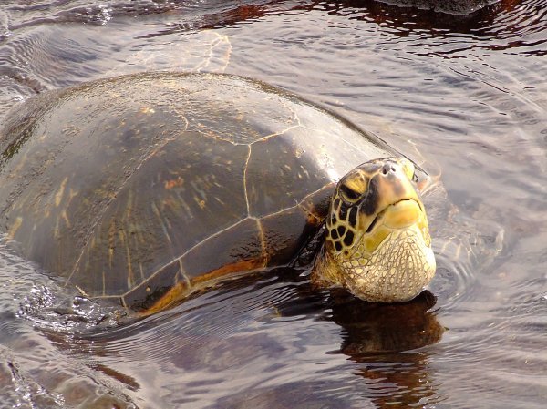 Green Turtle, Punalu'u Beach