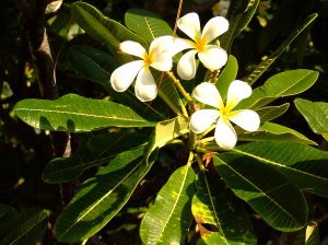 Palmeria Flowers