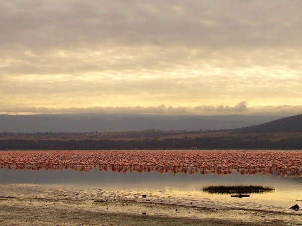 Flamingos at dawn