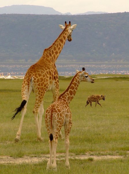 Girraffe defending her young against  a prowling Hyena