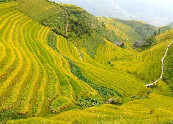 Dragaons Backbone Rice Terraces